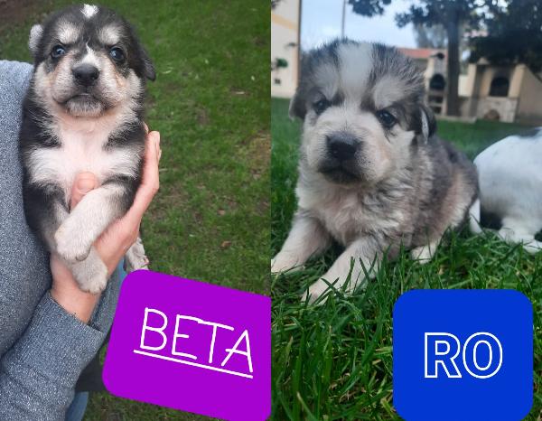 Cuccioli Simil Pastore Taglia Media