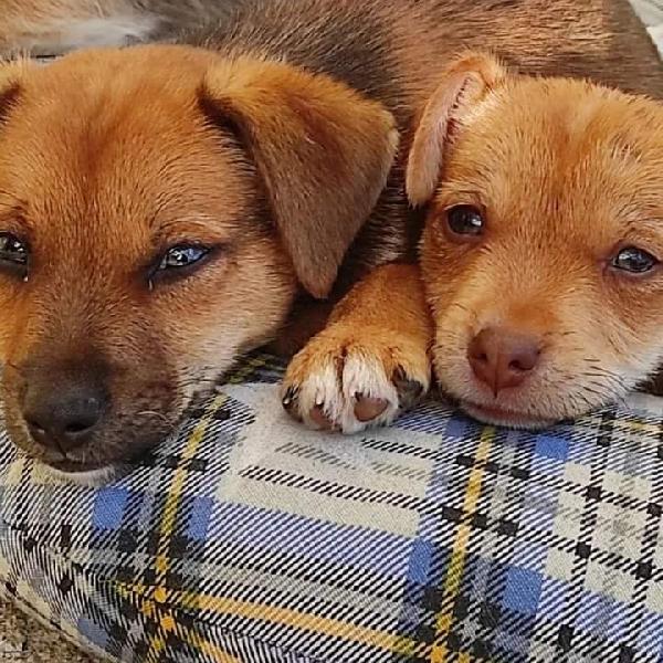 Cuccioli, Taglia Piccola! ( Adozione Toscana In Su)