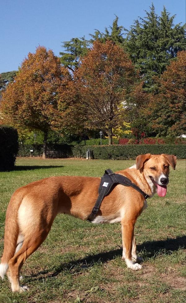 Duna Giovane Simil Pastore Taglia Media