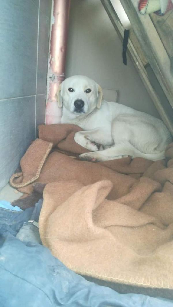 White, Incrocio Labrador!