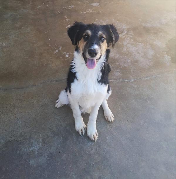 Britney Cucciola Simil Border Collie