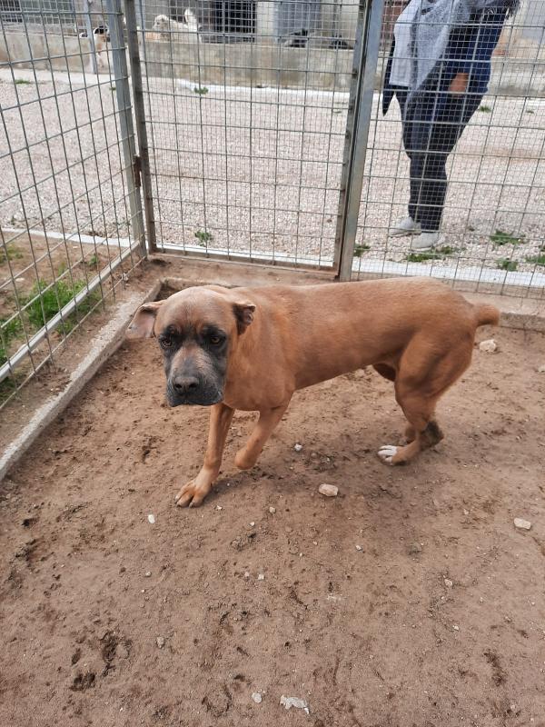 Ginestra, Magnifica Mix Boxer Di 4 Anni