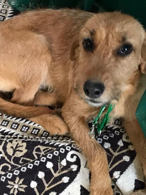 Nutty Cucciola Simil Segugio