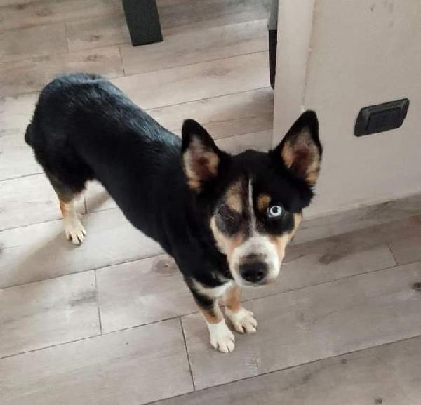 Maya, Mix Husky! (18Kg)