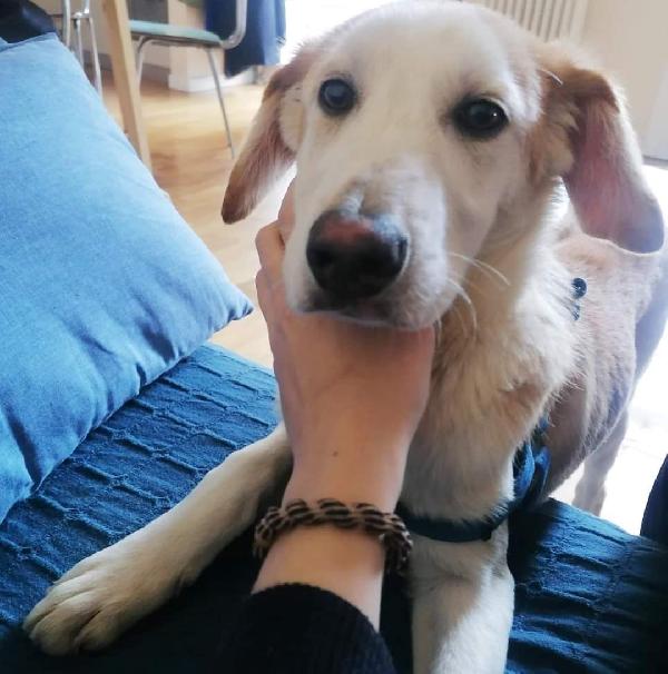 Laky Cucciolo Simil Labrador Taglia Media