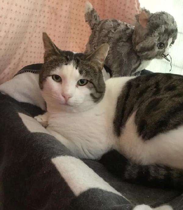 Ciccio Cerca Una Nuova Famiglia