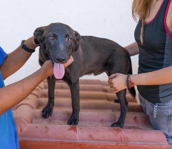 Balto, Dolcissimo Cucciolone Pieno Di Vita E Amorevole