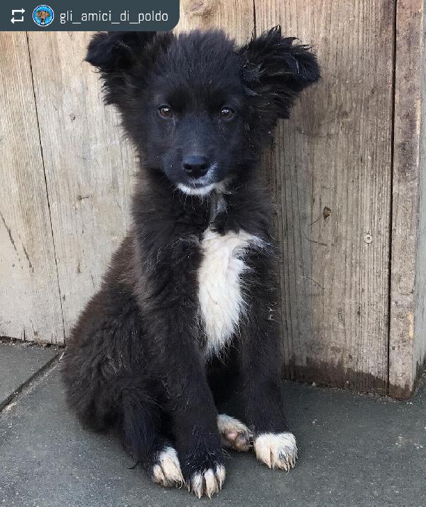 Coccinella, Taglia Medio Piccola!