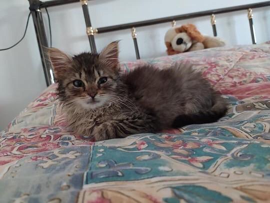 Gattina Zoe Cerca Casa 