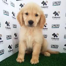 Cuccioli di Golden Retriever (serrasierrat@gmail.com)