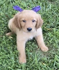 Cuccioli di Golden Retriever (serrasierrat@gmail.com)