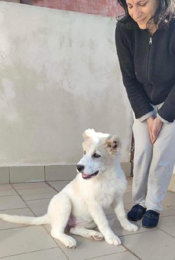 Cucciola, Pastore Dell'asia Centrale!