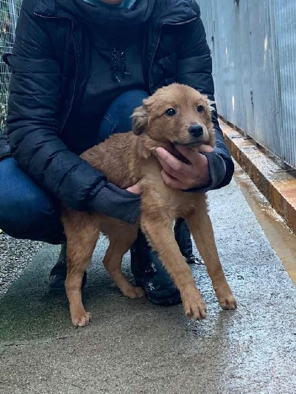 Pixie, Taglia Medio Piccola!