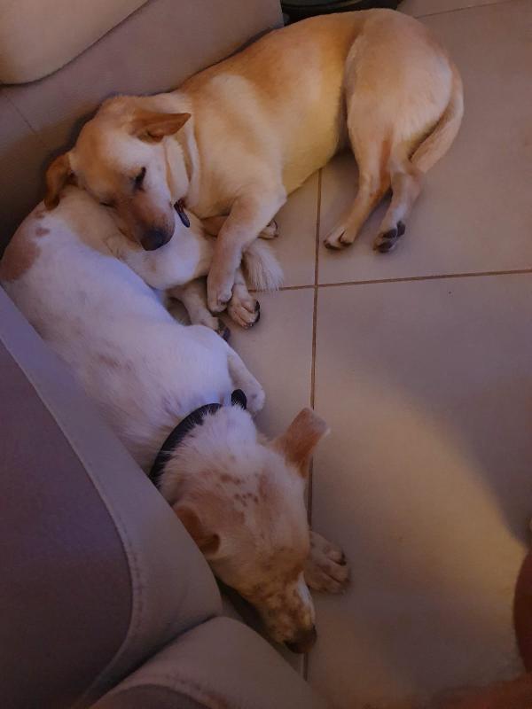 Simba E Nala Hanno Bisogno Di Una Famiglia🏡❤️