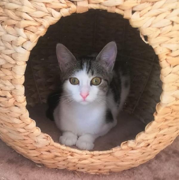 Dafne Gattina Di 7 Mesi