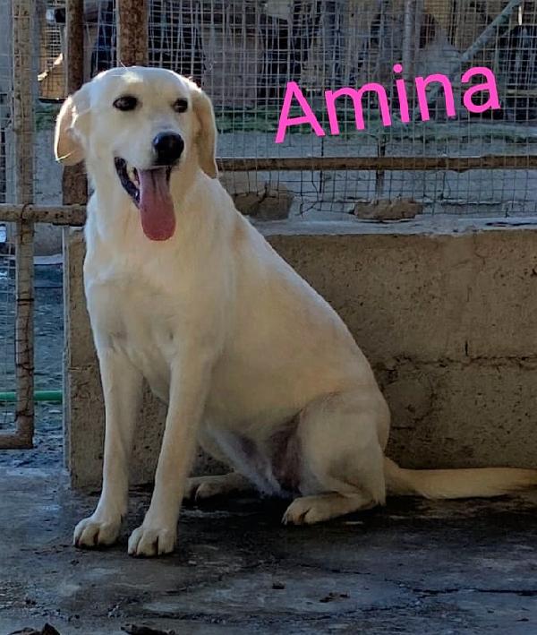 Amina Cucciola Simil Labrador