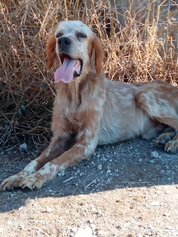 Mustafà Setter Inglese Anziano 