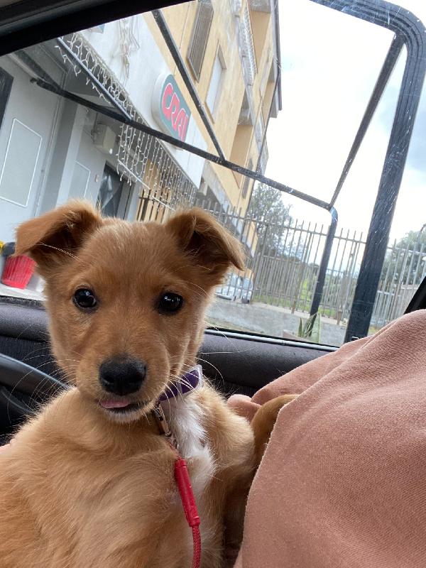 Honey Stupendo Cucciolino