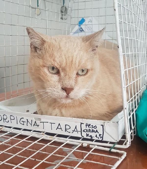 Nocciolino, Il Nonnino Che Cerca Casa