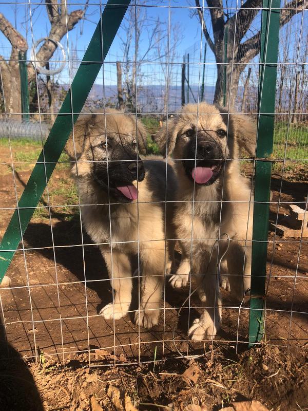 Lillo E Lilla Cuccioli Simil Pastore Del Caucaso