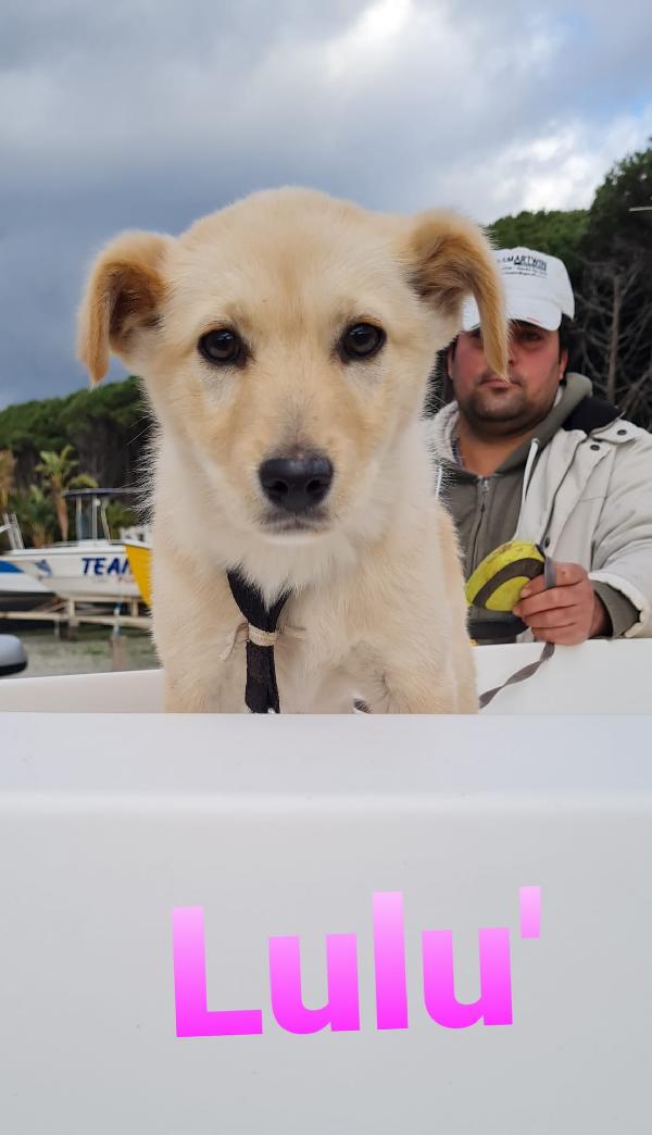 Lulù Cucciola Simil Golden