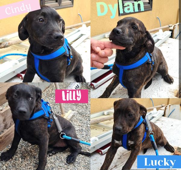 Cuccioli Simil Cane Corso