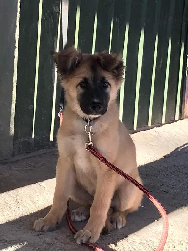 Cucciolo Quattro Mesi, Taglia Media!