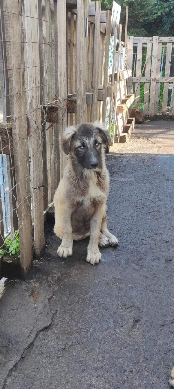 Adel, Incrocio Pastore Caucaso!