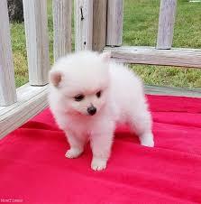 Cuccioli di Pomerania (vcrinaandreea@gmail.com)