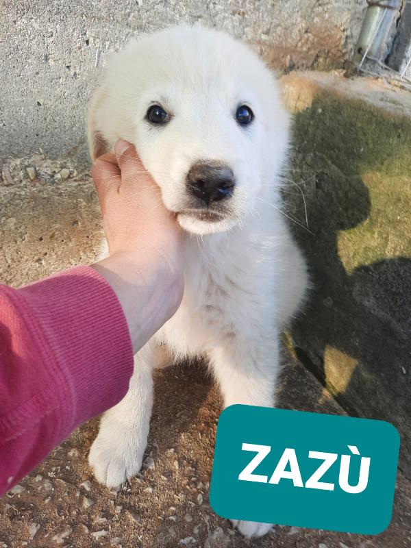 Cuccioli Simil Pastore Maremmano