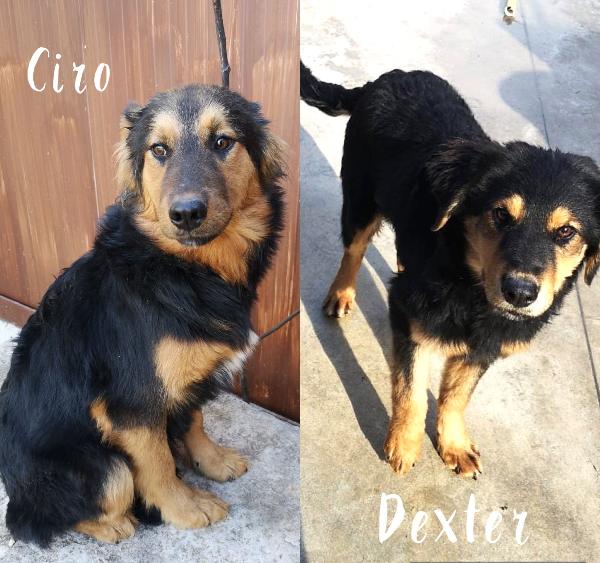 Dexter E Ciro Cuccioli Simil Pastore
