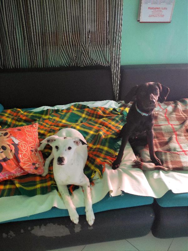 Jack E Mia Cercano Casa 