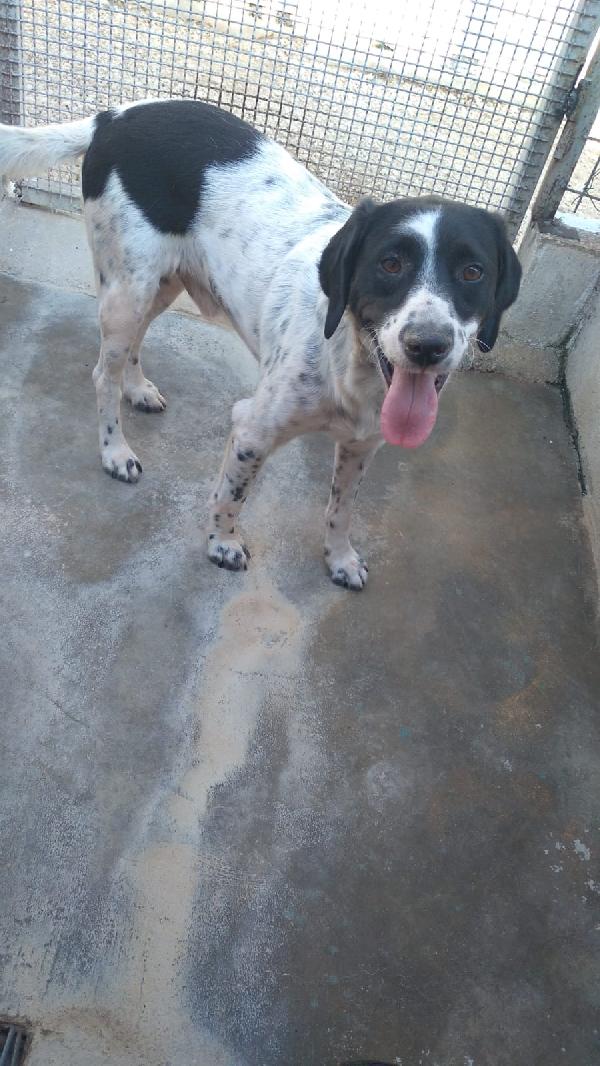 David - Cagnolino Di 5 Anni