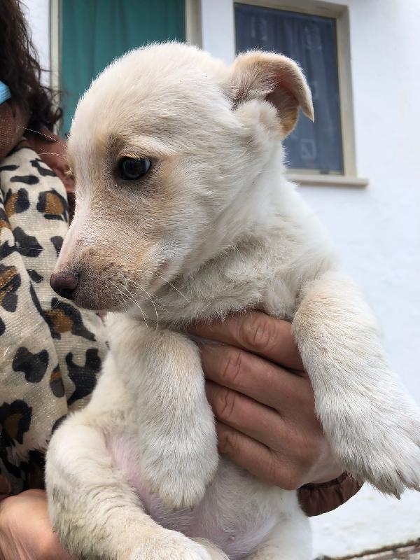 Cucciola Vita Buttata Nell Immondizia 