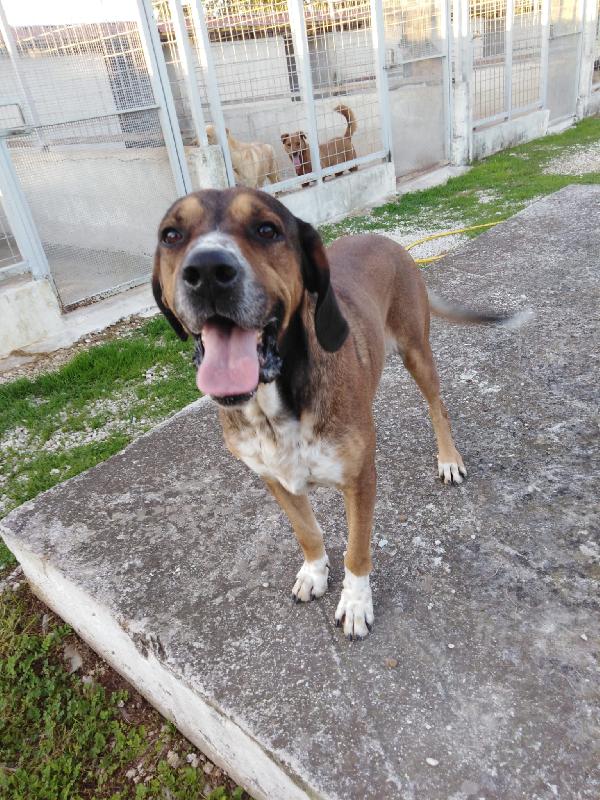 William - Simil Bracco Di 6 Anni