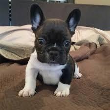 Cuccioli di Bulldog francese in adozione Tel: +237655616956 - media 3