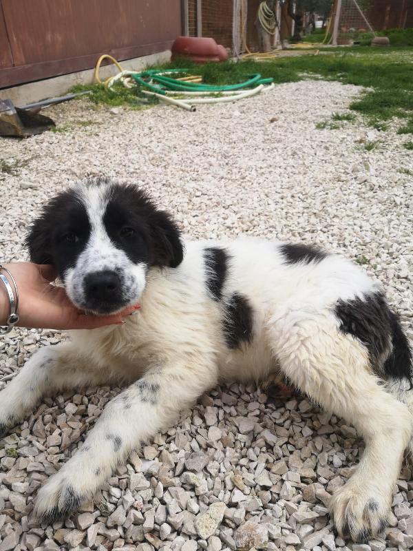 Shakira E Kaila Cucciole Simil Pastore Taglia Grande