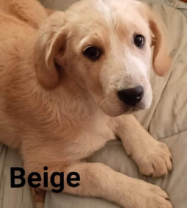 Beige, Simil Labrador!