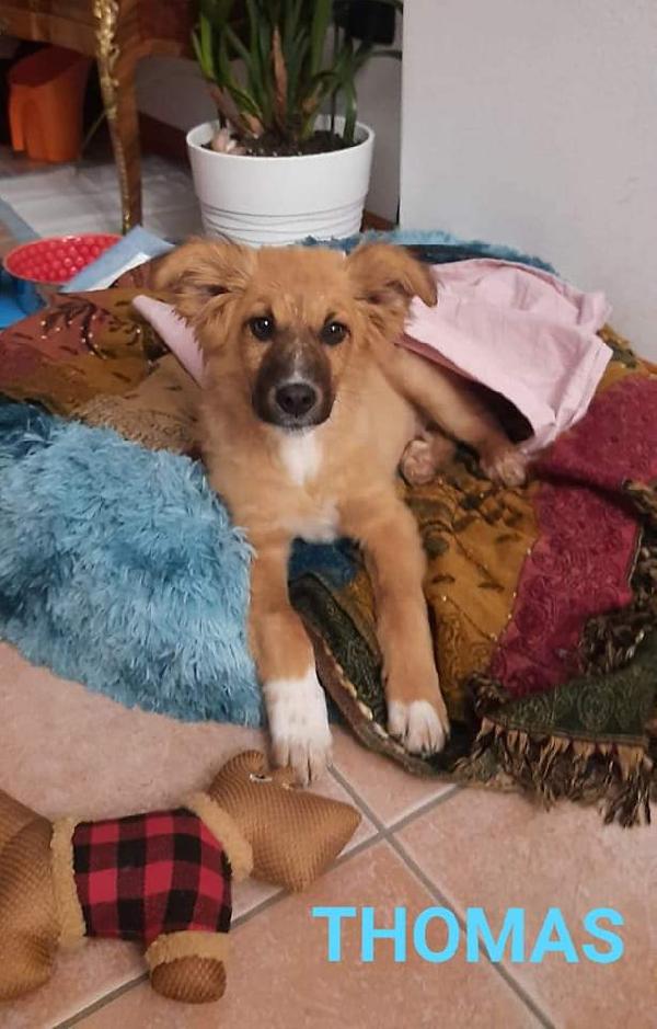 Thomas, Taglia Medio Contenuta!