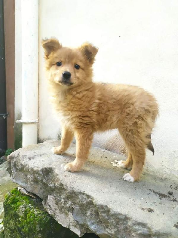 Hope, Mix Volpina! (Tg: Medio Piccola)