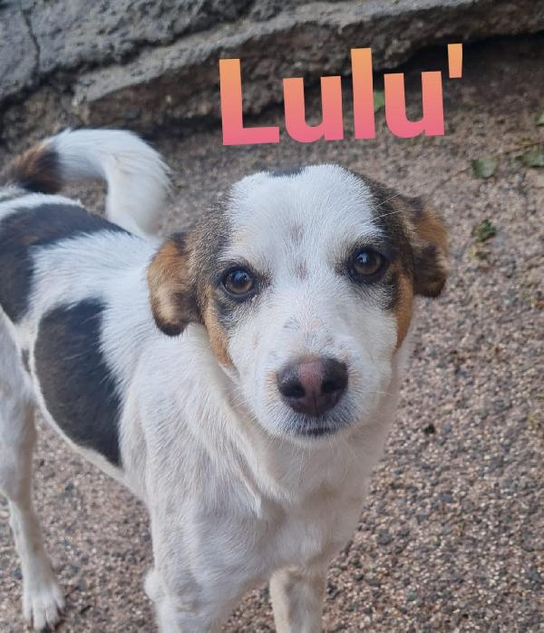 Lulù Cucciola Taglia Medio Piccola