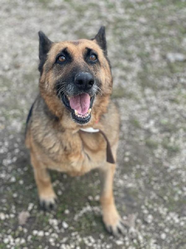 Adotta La Nostra Laika!