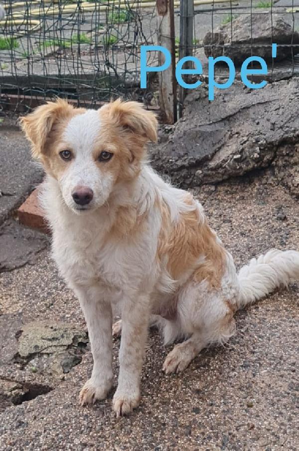 Pepé Cucciolo Taglia Media