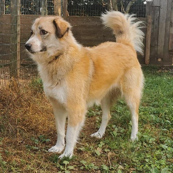 Roxy, Simil Pastore Di 3 Anni