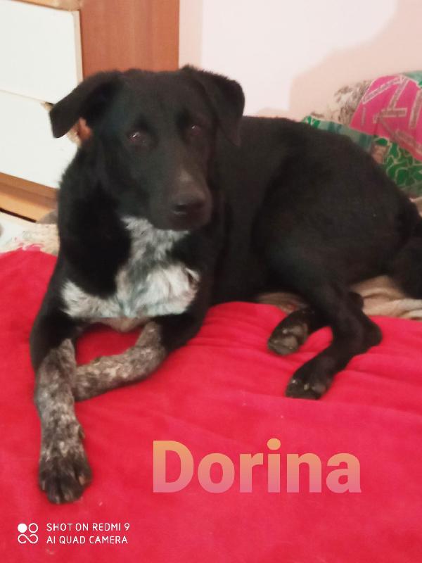 Dorina Cucciola Simil Pastore Belga