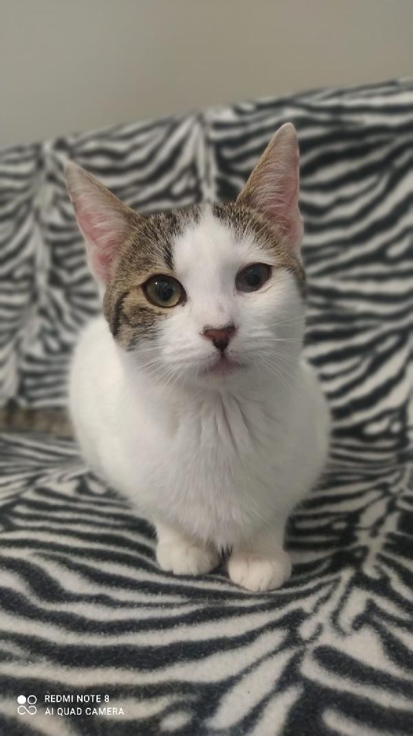 Nuvola, Splendida Gattina Di 5 Mesi