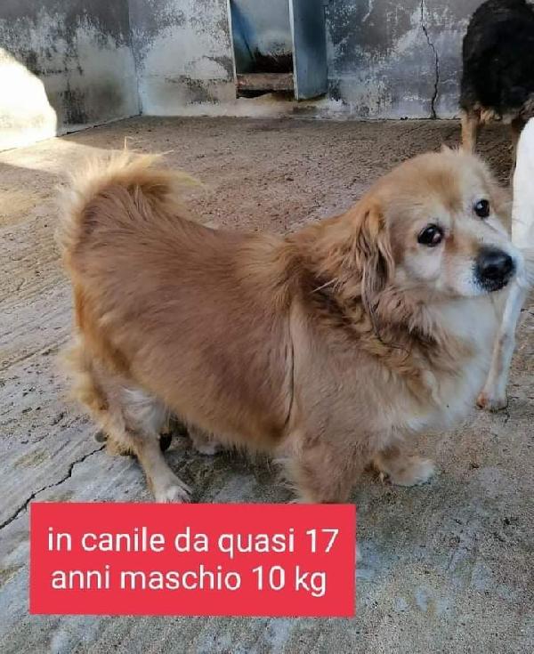 Nonno Lapo! (17 Anni-10Kg)