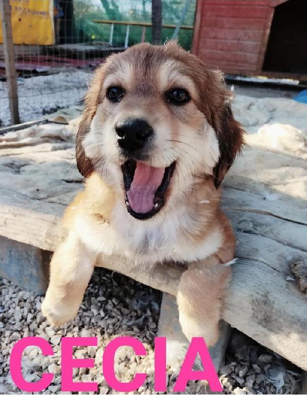 Cecia, Taglia Medio Abbandonato!