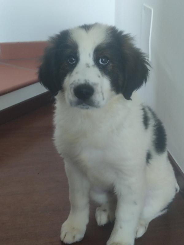 Vasco Cerca Adozione