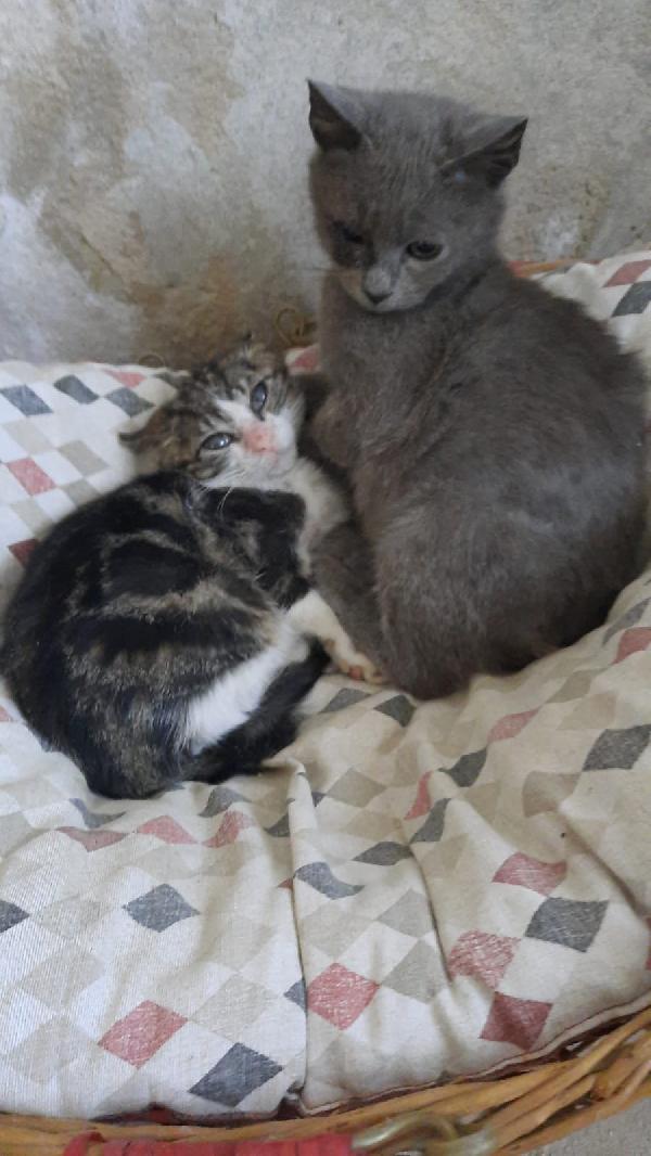 Romeo E Giulietta Gattini Cuccioli 3 Mesi